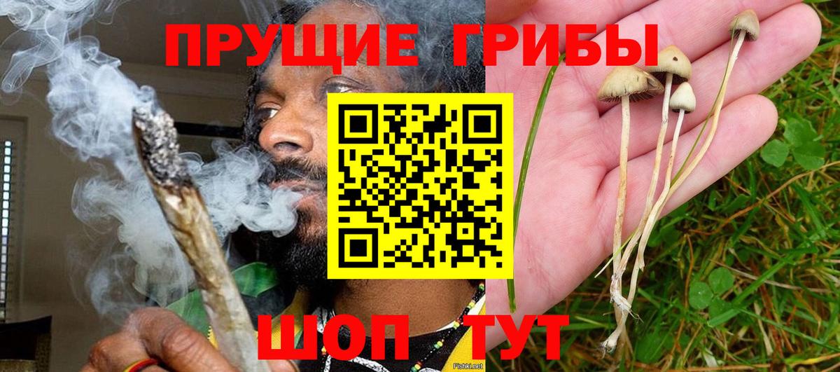 Псилоцибиновые грибы Psilocybe  Вход с VPN  Кольчугино 